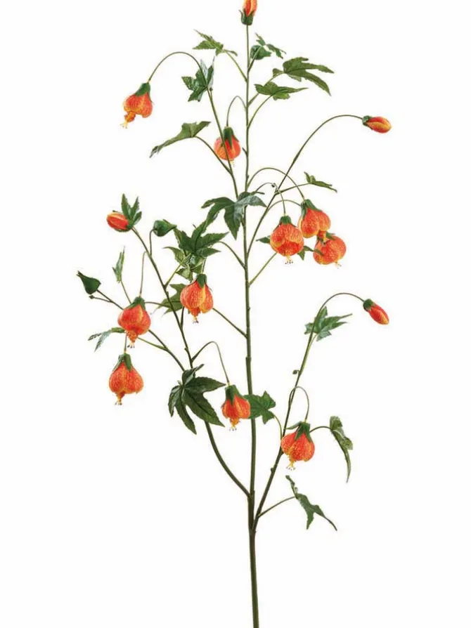 abutilon_spray__in_orange_0.webp Abutilon Spray 53 in. Orange