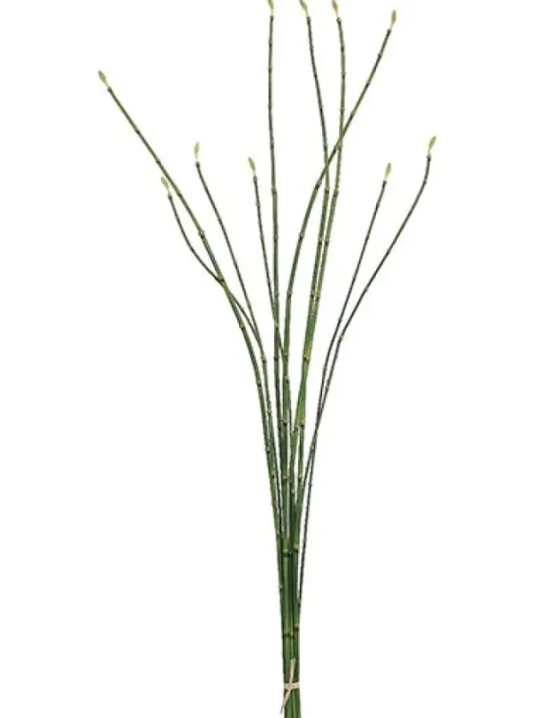 Bamboo Bundle 37 in. Green