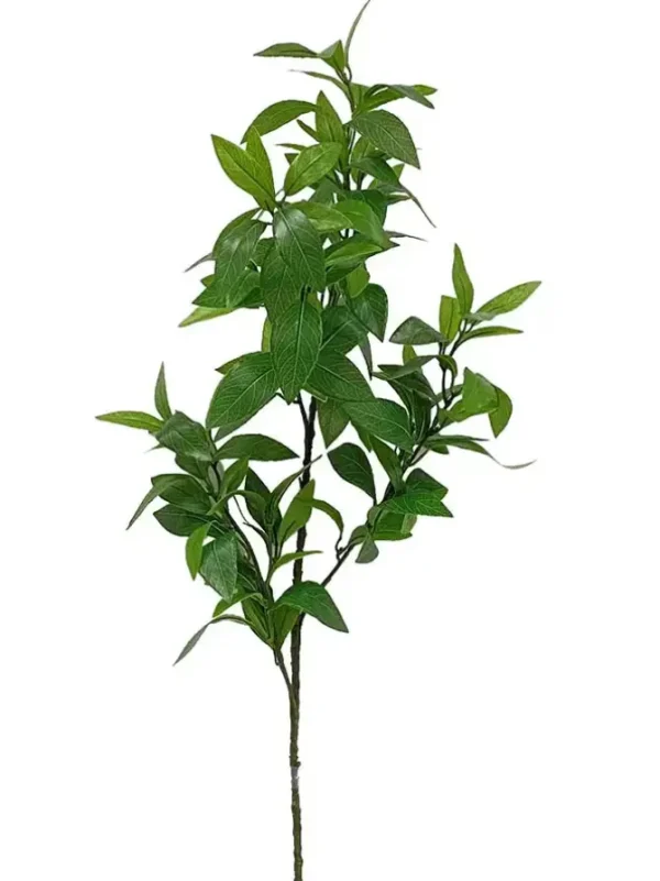 Bay Leaf 37in.