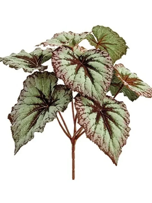 Begonia Leaf Bush 9 in.