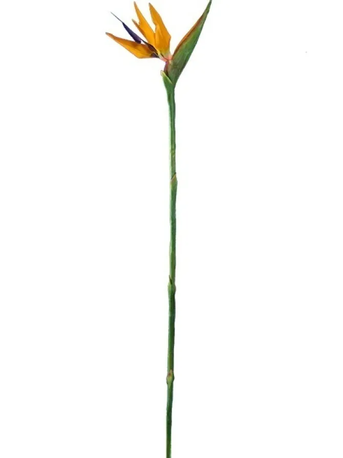bird_of_paradise__in_0.webp Bird of Paradise 38 in.