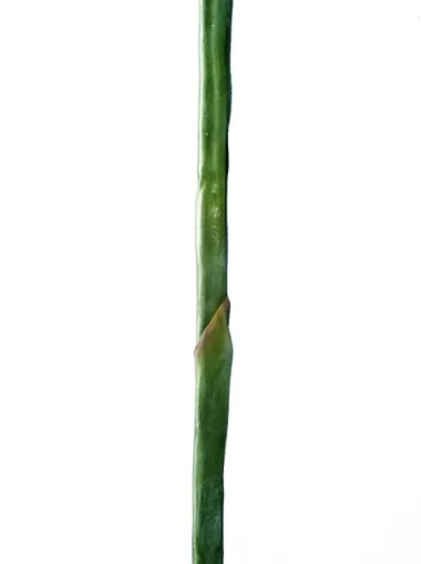 Bird of Paradise 38 in.