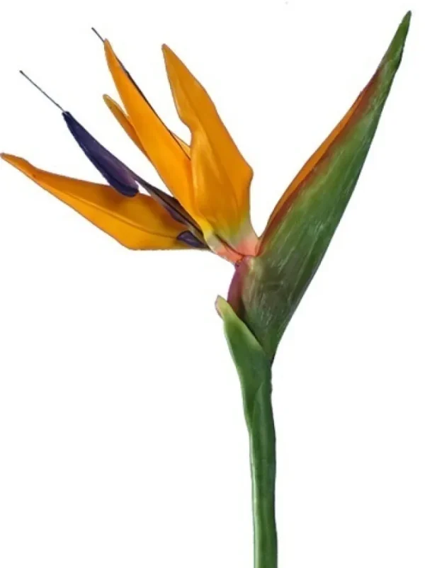 Bird of Paradise 38 in.