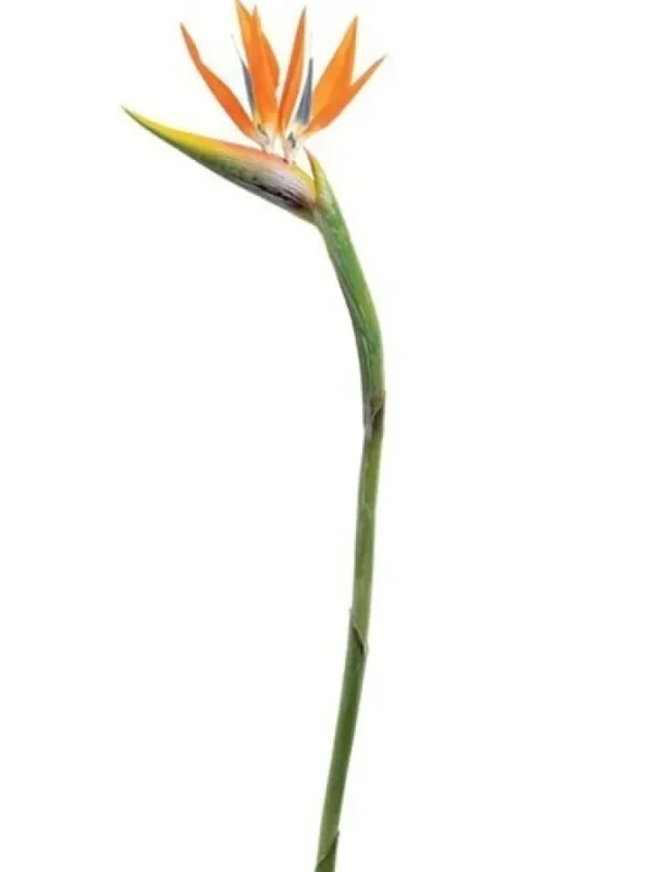 Bird of Paradise 46 in. Orange