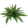 Boston Fern 28 in.