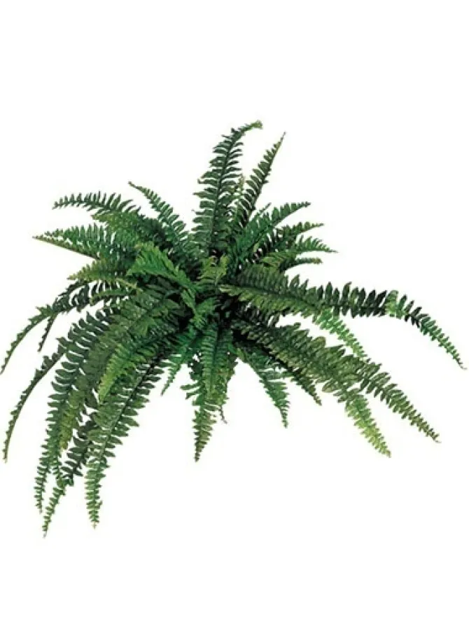 boston_fern__in_0-2.webp Boston Fern 48 in.