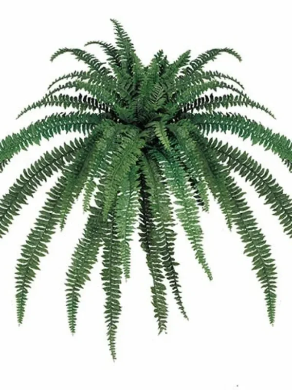 Boston Fern 82 in.