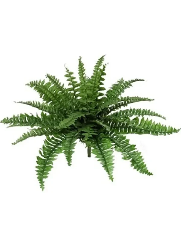 Boston Fern 28 in.
