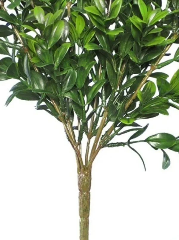 Boxwood Bush Mini 12 in. Green