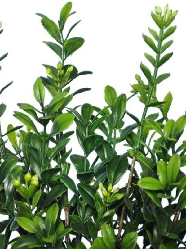 Boxwood Bush Mini 12 in. Green
