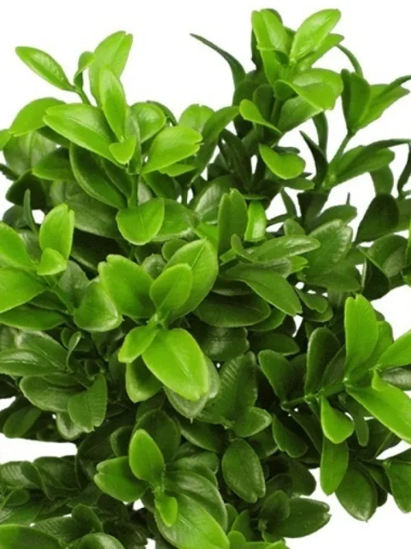 Boxwood Spray 18.5 in. Green