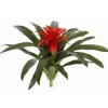 Bromeliad 19 in.