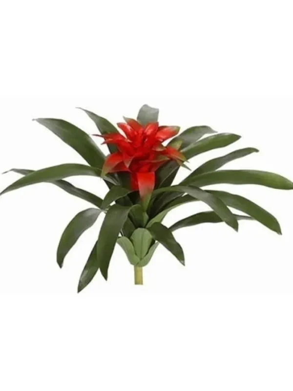 Bromeliad 19 in.