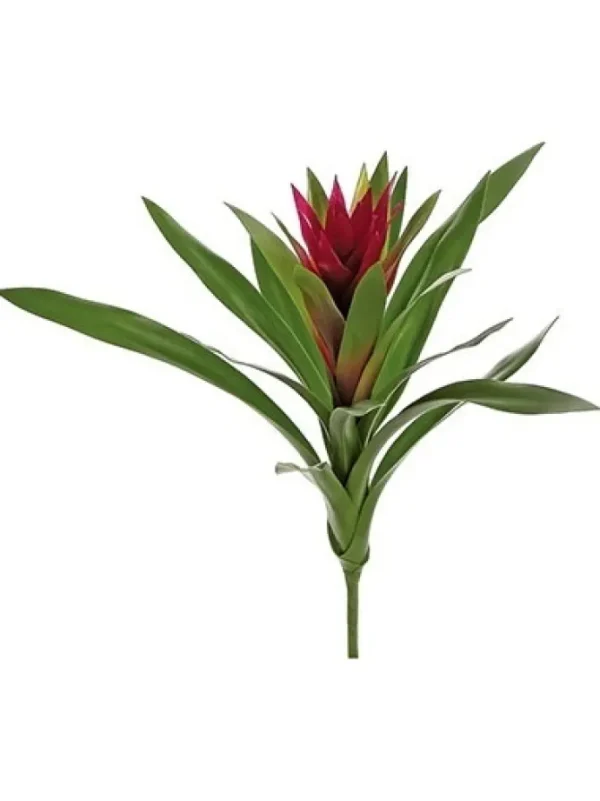 Bromeliad 16 in. Burgundy