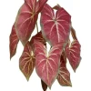 Caladium Bush 15 in. Red