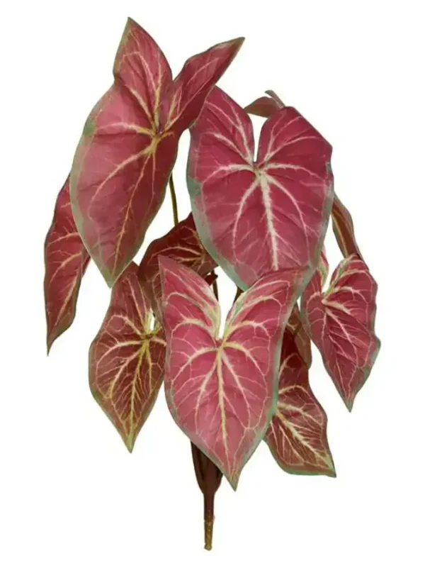 Caladium Bush 15 in. Red