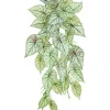 Caladium Hanging Bush 21 in. Pink/Green