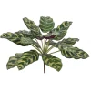 Calathea Makoyana 16 in. Variegated/Purple