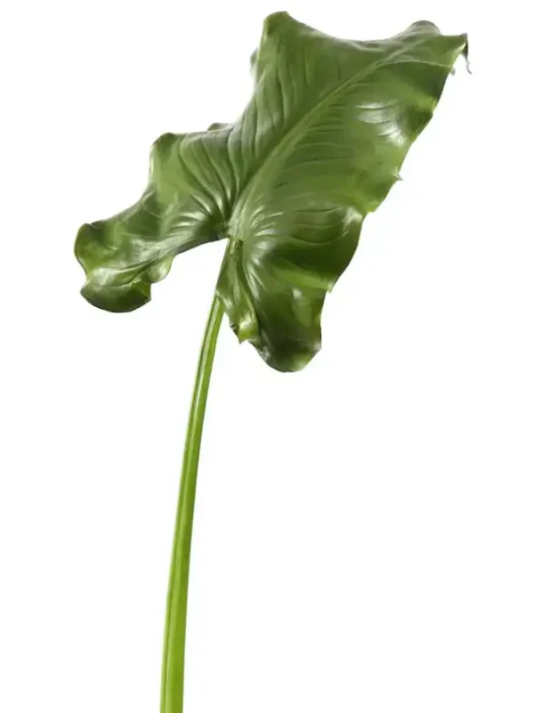 Calla Leaf Giant 51.5 in. Green
