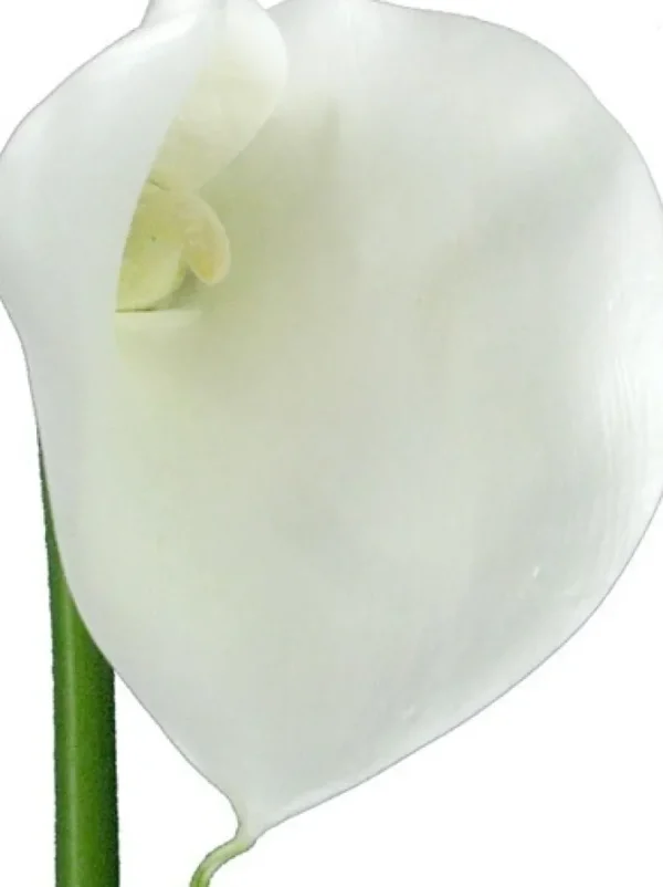 Calla Lily 29.5 in. White