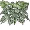 Calladium Bush 18 in.