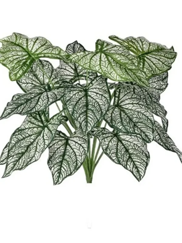 Calladium Bush 18 in.