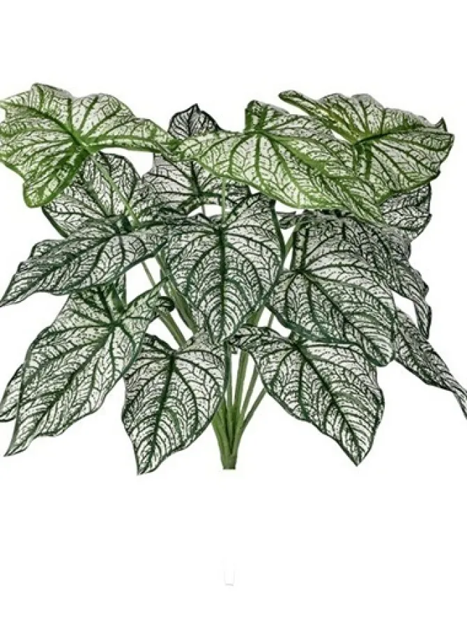 calladium_bush__in_0.webp Calladium Bush 18 in.