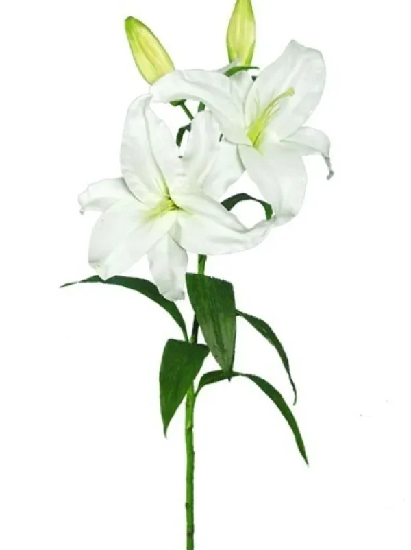 Casablanca Lily 39 in. White