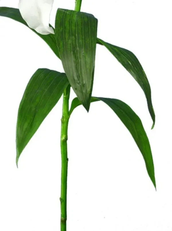 Casablanca Lily 39 in. White