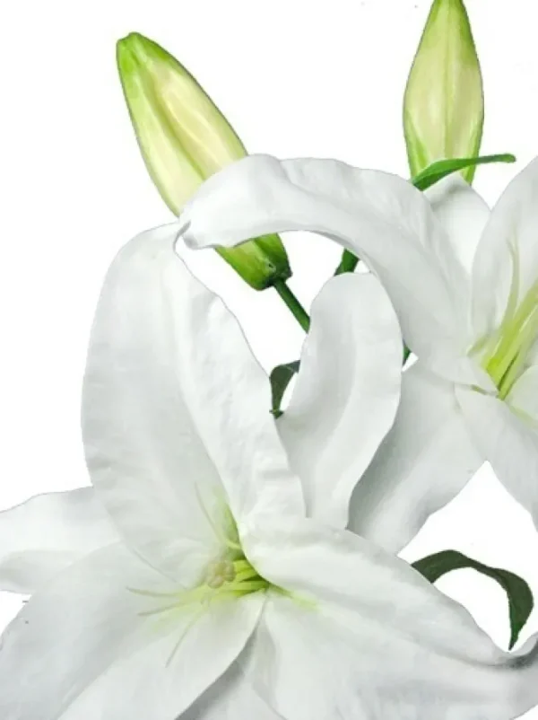 Casablanca Lily 39 in. White