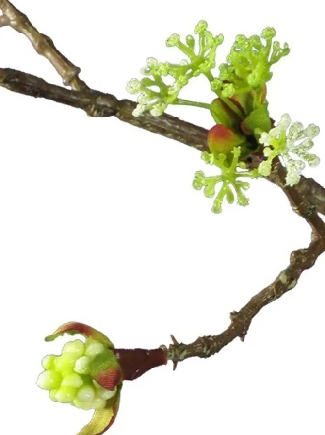 cherry_blossom_budding_br_2.webp Cherry Blossom Budding Branch 42 in. Cream / Green
