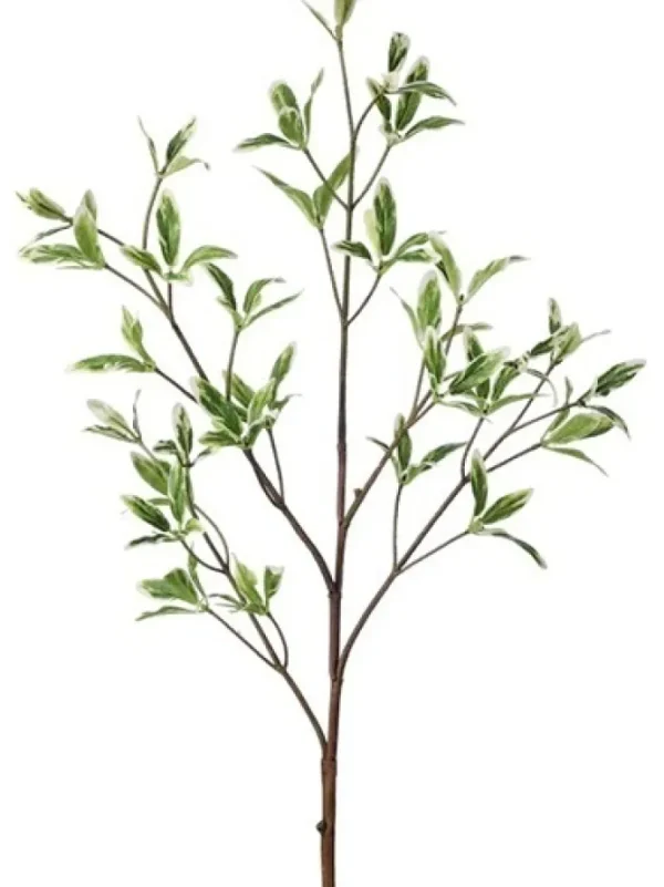 Coprosma 31 in. Green / White