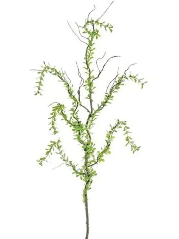 Creeping Plagiomnium 40 in. Green