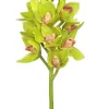 Cymbidium Orchid 19 in. Green