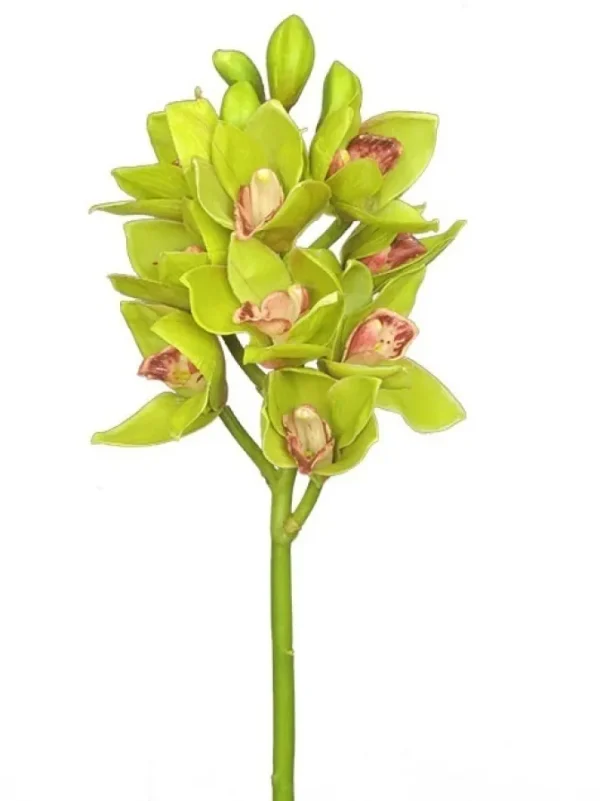 Cymbidium Orchid 19 in. Green