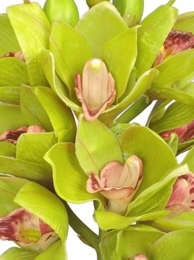 cymbidium_orchid__in_gree_1.webp Cymbidium Orchid 19 in. Green