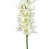 Cymbidium Orchid 41 in. White