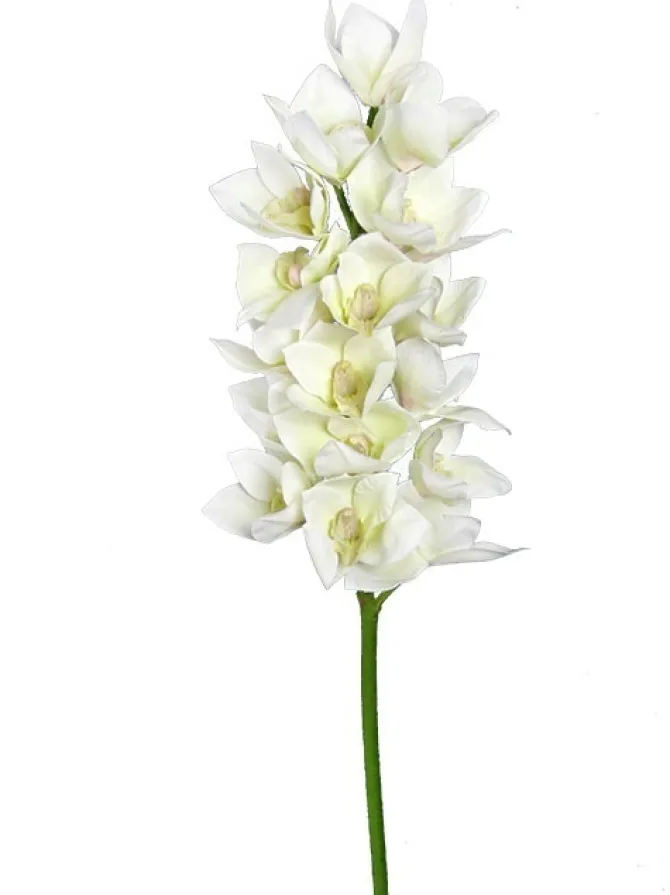 cymbidium_orchid__in_whit_0-1.webp Cymbidium Orchid 41 in. White