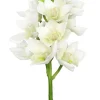 Cymbidium Orchid 19 in. White