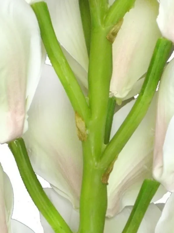 Cymbidium Orchid 41 in. White