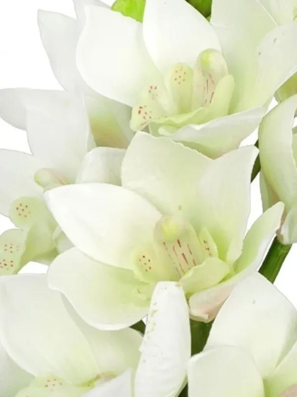 Cymbidium Orchid 19 in. White