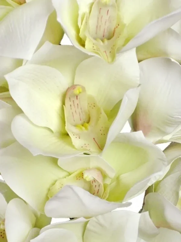 Cymbidium Orchid 41 in. White