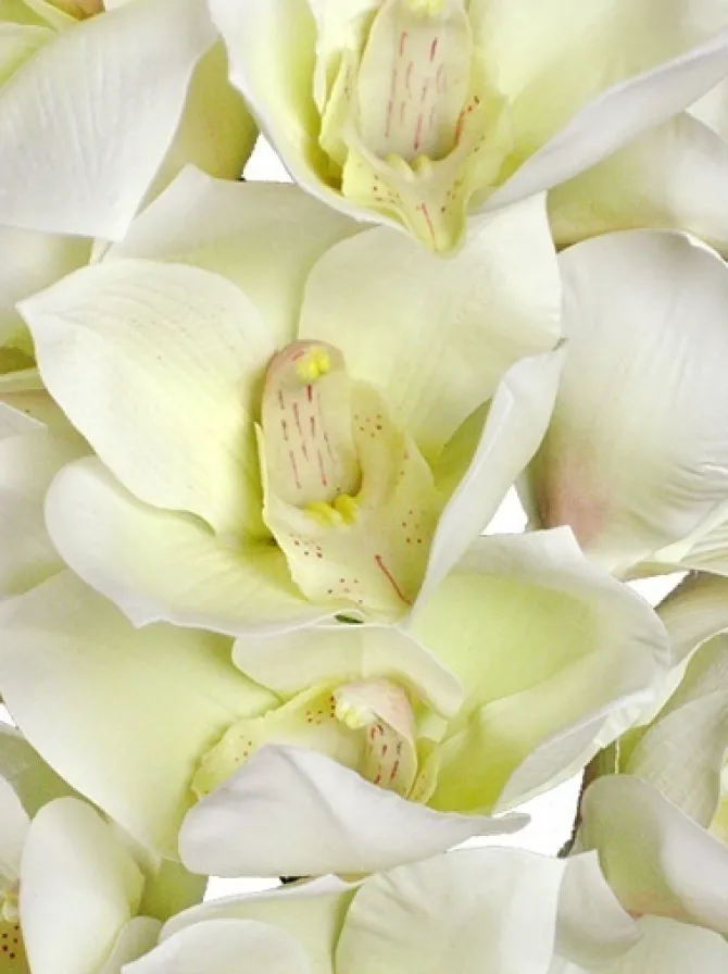 cymbidium_orchid__in_whit_2.webp Cymbidium Orchid 41 in. White