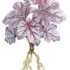 Dragon Coleus Plant 16 in. Burgundy / Mauve
