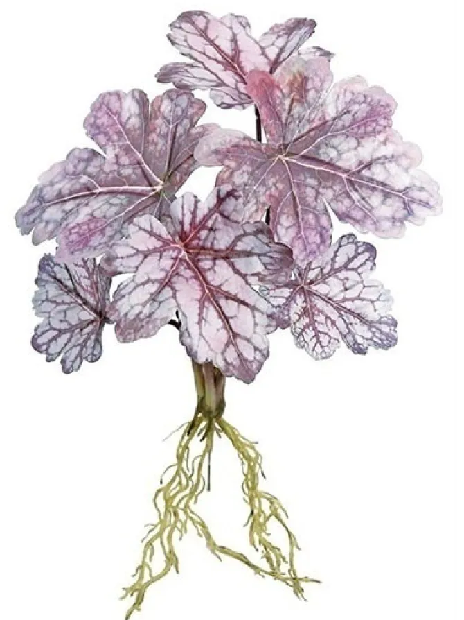 dragon_coleus_plant__in_b_0.webp Dragon Coleus Plant 16 in. Burgundy / Mauve