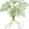 Dragon Coleus Plant 16 in. Green / Cream