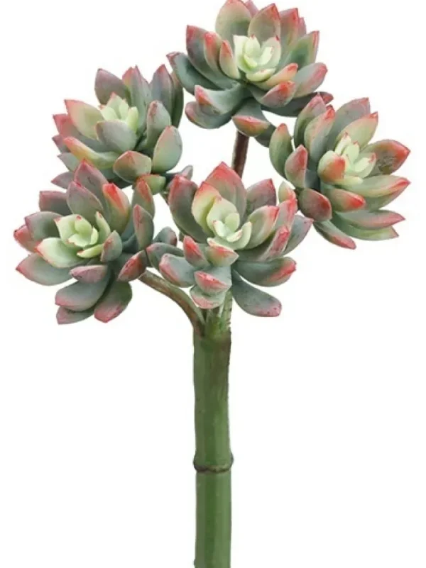 Echeveria 9 in. Green / Red