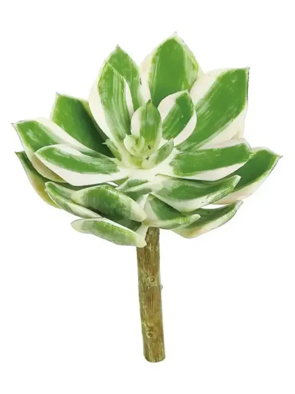 Echeveria 6.5 in. Green/Cream/Pink