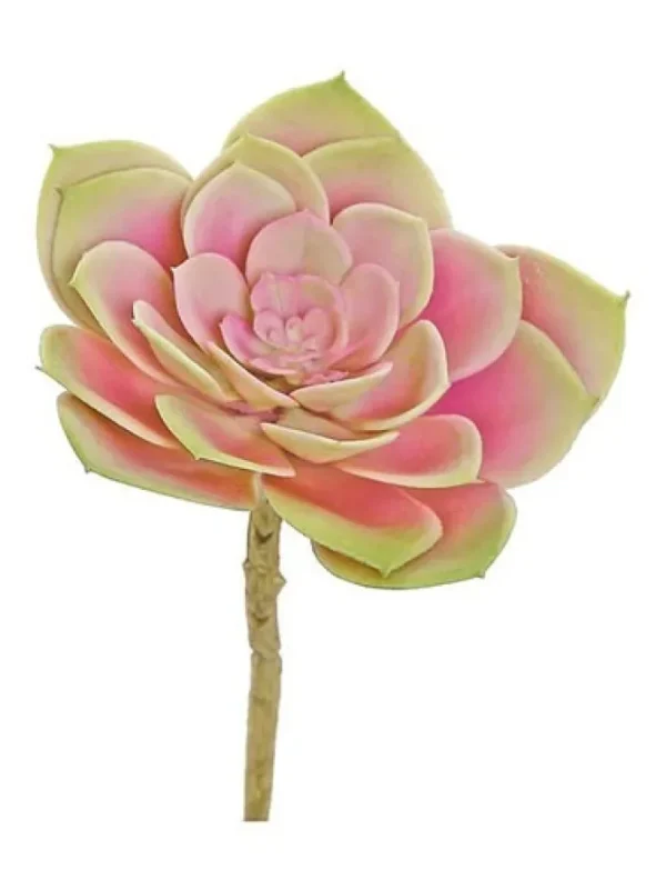 Echeveria 7 in. Mauve