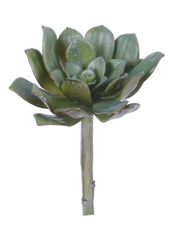 Echeveria Elegans 7 in. Green/Burgundy